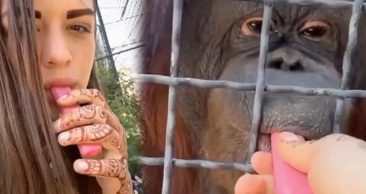 orangutana-elektronik-sigara-icirdi-zavalli-hayvan-kendinden-gecti-LNbLfmik.jpg