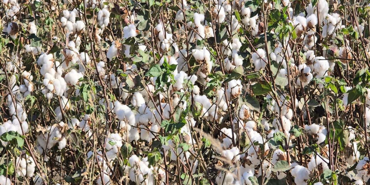 hatayda yilin ilk pamuk hasadi basladi Kc29F5P2