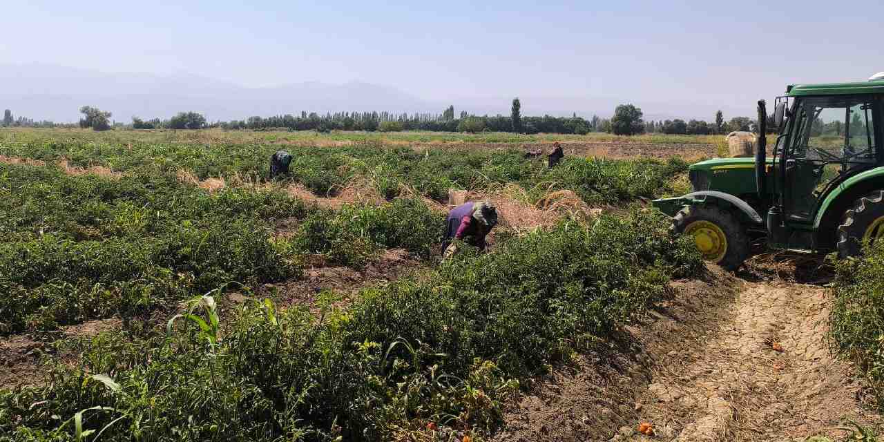 igdirda hasadi basladi kilosu 10 tlden 7 ton hasat bekliyor yTH87MHp
