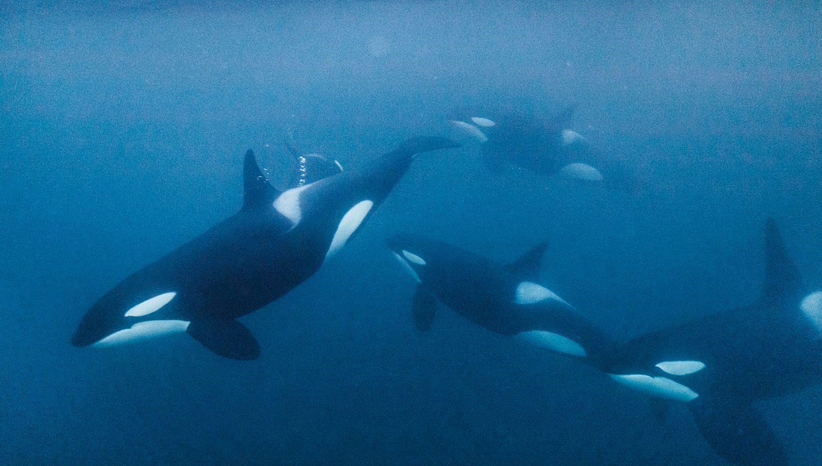 portekiz aciklarinda orka saldirisi 5 kisilik turist botu batti bhK6FF2Q