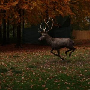 kizil geyik projesi 7 yeni geyik dogaya salindi wXDWZxxn.jpg