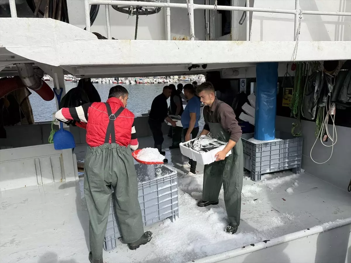 tekirdagli balikcilar istavritle dolu donuyor jSMVewmz