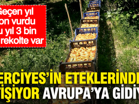 Erciyesin eteklerinde yetisiyor avrupaya gidiyor gecen yil don vurdu bu yil 3 bin ton DlEtad6L