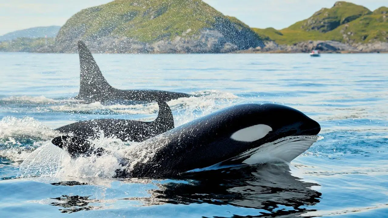 Katil balinalarin avlarina carparak parcalamasi oyun davranisi olabilir XAzRYTbJ